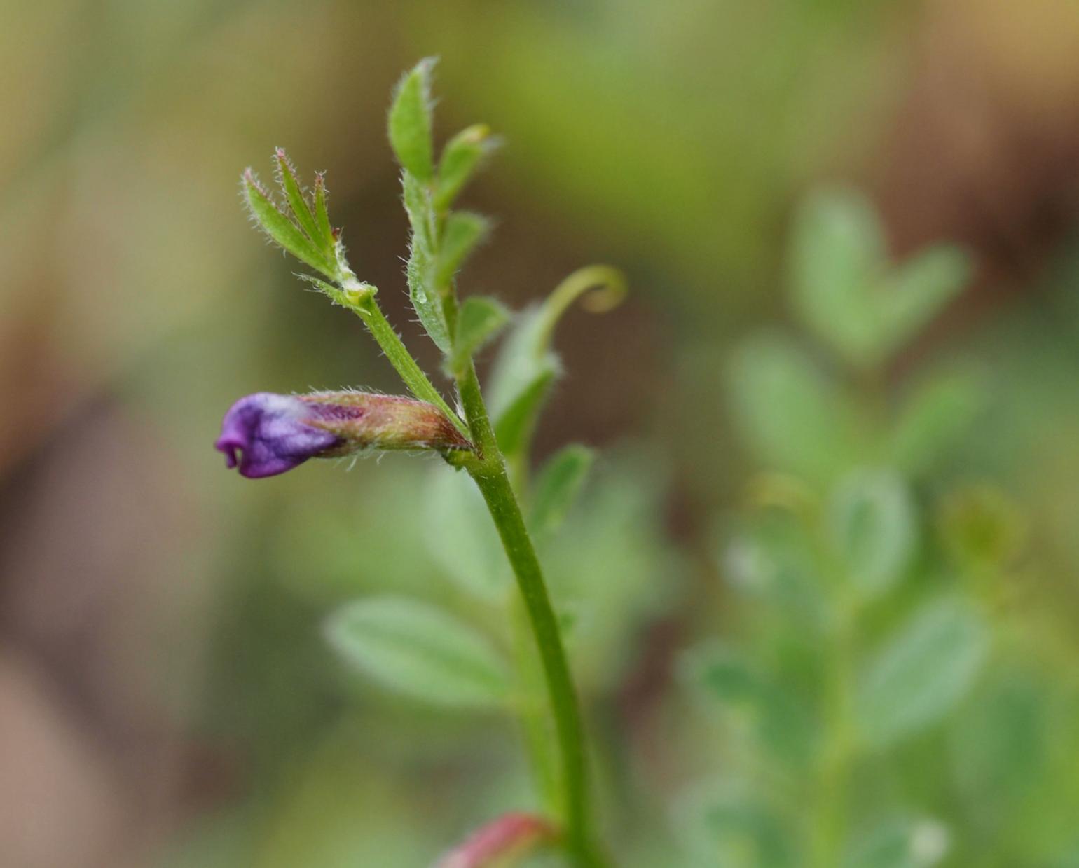 Vetch, Spring